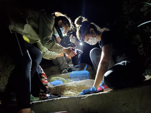 The team working in the field, taking measurements and photographs of a tokay gecko. (Credits to Tsz Chun SO)
 